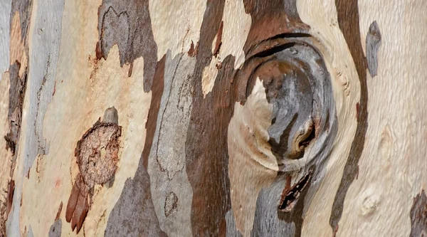 Eucalyptus tree bark — Stock Photo, Image