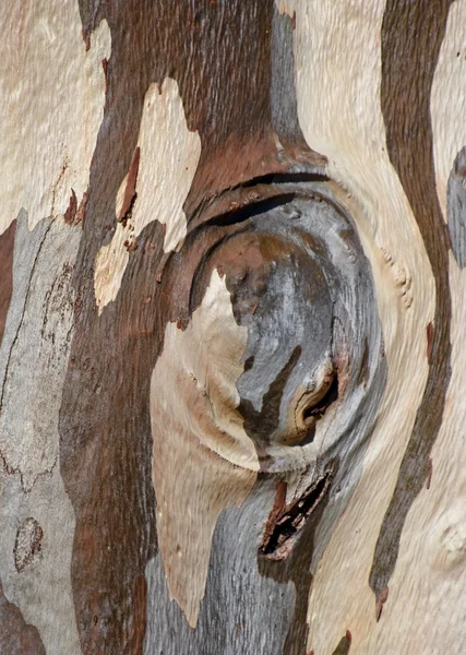 Eucalyptus tree bark — Stock Photo, Image