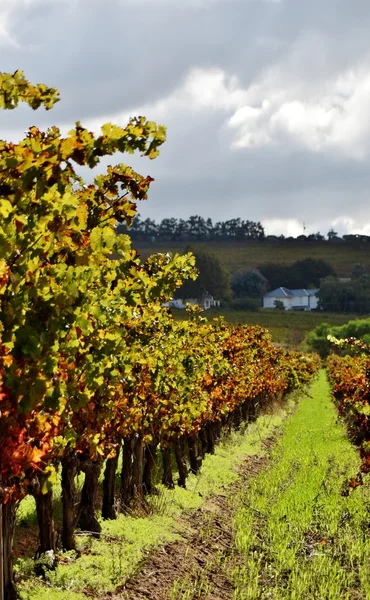 Viñedo en colores otoñales —  Fotos de Stock