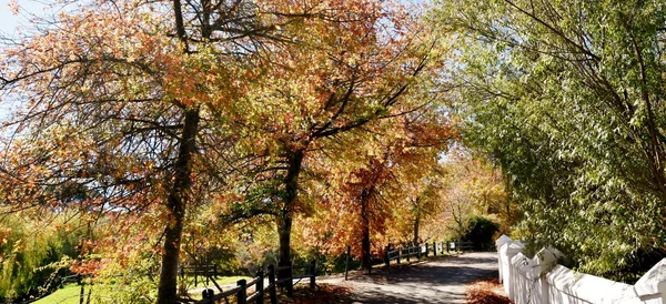 sonbahar yaprakları renkli