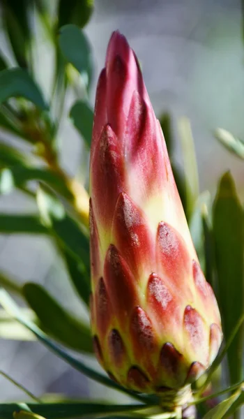 Belo broto de Protea — Fotografia de Stock