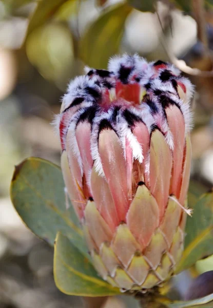 Belo broto de Protea — Fotografia de Stock