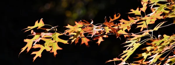 핀 오크 잎 — 스톡 사진