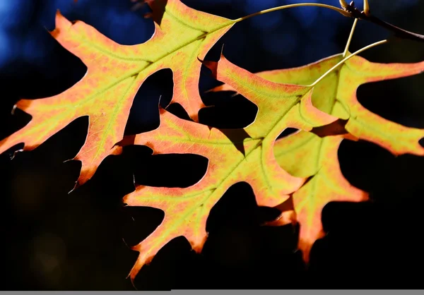 핀 오크 잎 — 스톡 사진