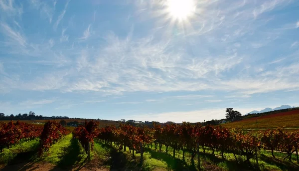 Otoño en el viñedo —  Fotos de Stock