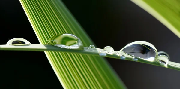 Big rain drops on leaf — Stock Photo, Image