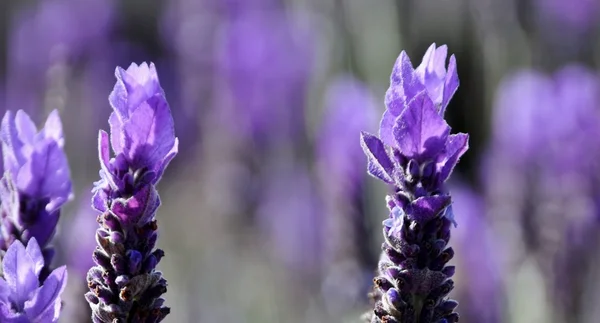 Lavanda ao sol — Fotografia de Stock