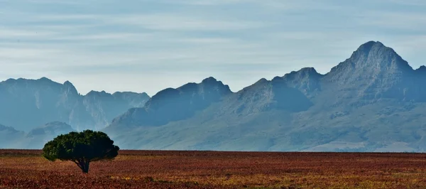 Cape Winelands — Stock fotografie