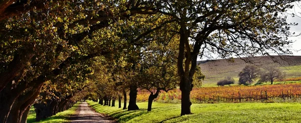 Avenida rural no outono — Fotografia de Stock