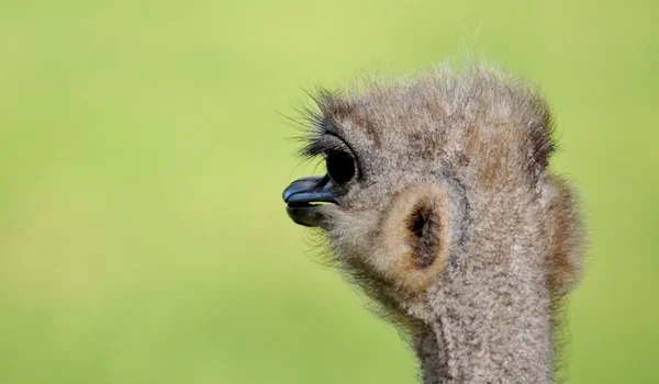 Struts porträtt 5 — Stockfoto