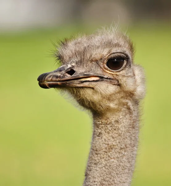 Strauß Porträt 2 — Stockfoto