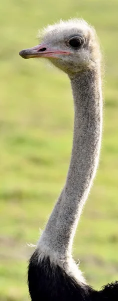 Ostrich portrait 1 — Stock Photo, Image