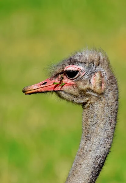 Sucio retrato de Harry —  Fotos de Stock