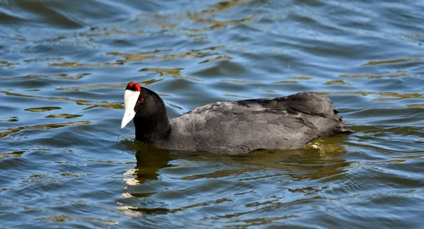 Rotknopf-Blässhuhn — Stockfoto