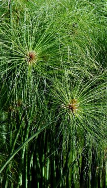 Cyperus papirüs çimen