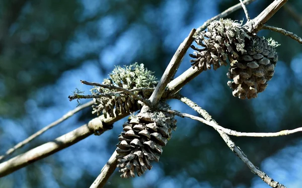 Cônes de pin sur branche sèche — Photo