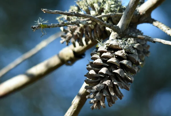 Tannenzapfen auf trockenem Ast — Stockfoto