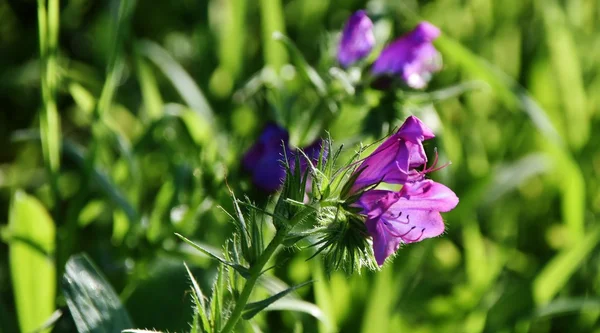 Pequena flor azul na grama verde — Fotografia de Stock