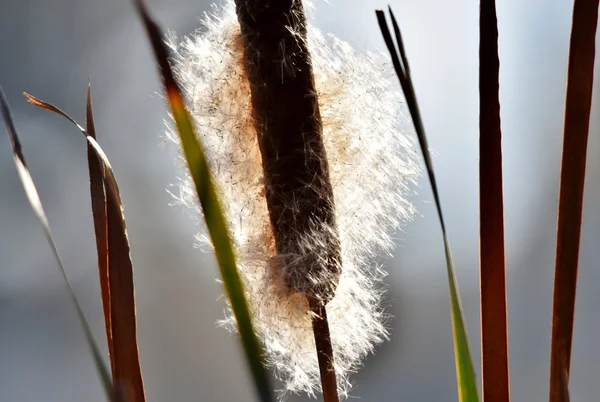 Цветущая тростниковая трава на солнце — стоковое фото