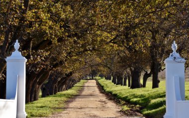 Meşe ağacı Avenue Güz