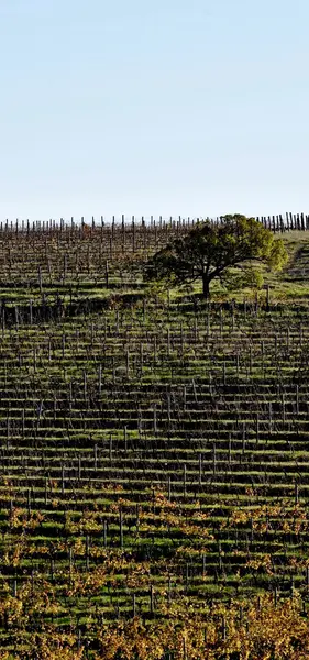 Árbol en un campo de vino —  Fotos de Stock