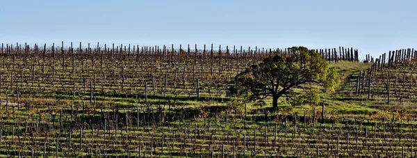 Árbol en un campo de vino —  Fotos de Stock