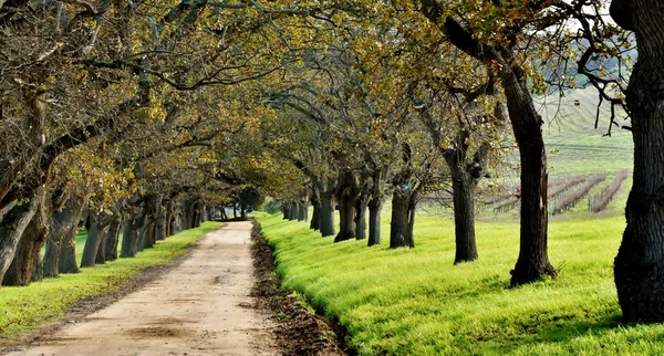 Oak tree Avenue no outono — Fotografia de Stock