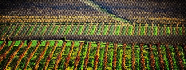 Syksy viinitarhassa — kuvapankkivalokuva