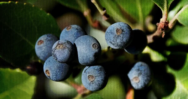 Kék bogyók a napfény — Stock Fotó