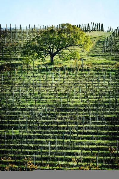 Árbol en un campo de vino —  Fotos de Stock