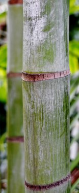 Bambu palmiye ağacı kök