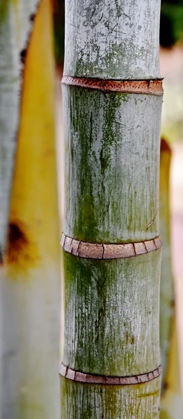 Bambu Palm träd stam — Stockfoto