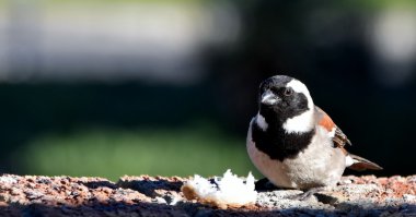 küçük erkek serçe