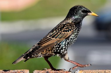 Starling duvardaki...