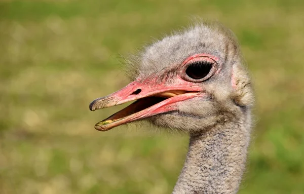 ¿Me estás hablando? ? — Foto de Stock