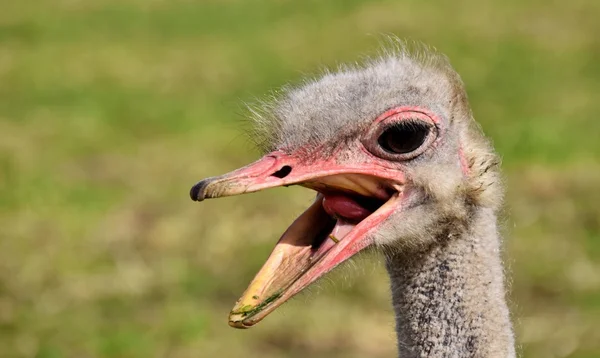 ¿Me estás hablando? ? — Foto de Stock