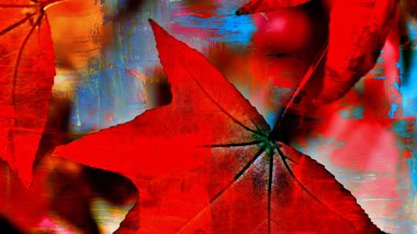 kırmızı akçaağaç yaprakları