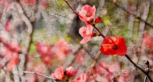 Rosso giapponese mela cotogna fiore — Foto Stock
