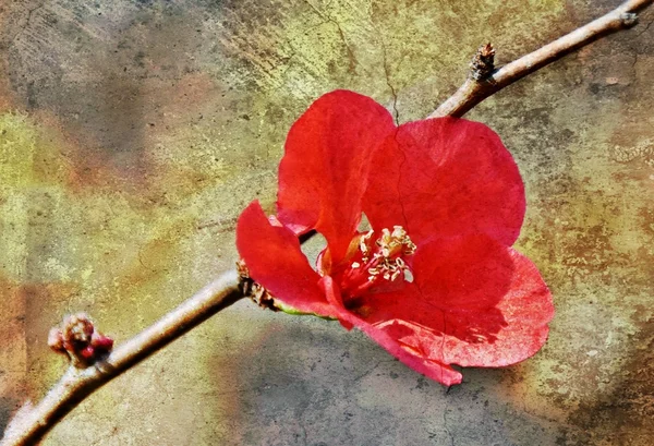 Red japanese quince flower — Stock Photo, Image