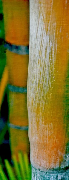 Bambu palmiye ağacı — Stok fotoğraf