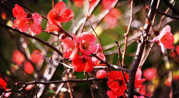 Червона японська квітка айви — стокове фото