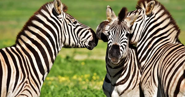 Zebras reiten herum... — Stockfoto