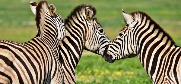 Zebras reiten herum... — Stockfoto