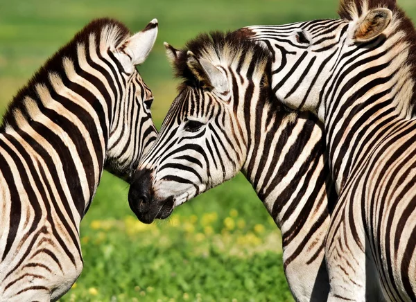 Ezen a környéken: Zebras ló... — Stock Fotó