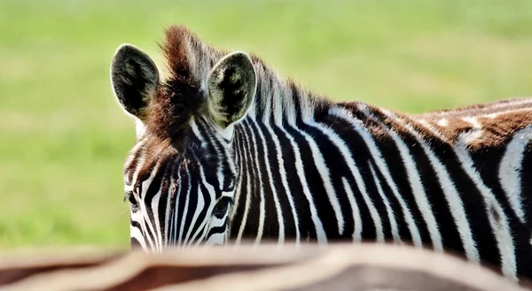 Zebra de perto — Fotografia de Stock