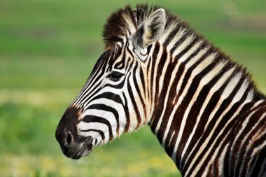 Zebra close-upZebra yakın çekim