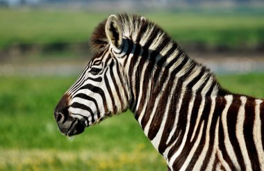 Zebra close-upZebra yakın çekim