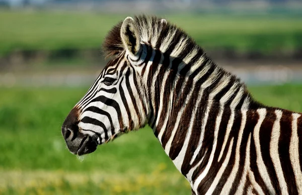 Zebra de perto — Fotografia de Stock