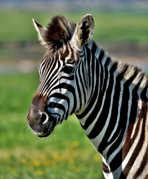 Zebras aus nächster Nähe — Stockfoto
