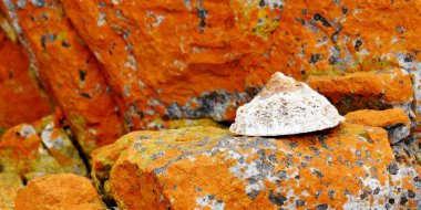  ortak vantuzlu kabuk